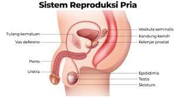 sunat123.com - alat reproduksi pria